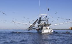Una barca da pesca con un tratto di costa sullo sfondo al largo di Biloxi, Mississipi, Stati Uniti. Oltre ai gabbiani si può anche osservare un piccolo esemplare di delfino.




 ...