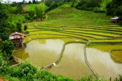 Una bella immagine di campi coltivati a riso nel nord della Thailandia. Siamo nei pressi di Mae Sariang celebre per le sue bellezze naturali.


