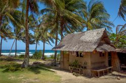 Una capanna fra alberi di cocco su una spiaggia di El Nido, Filippine.
