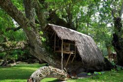 Una capanna su un albero a Port Olry, arcipelago Vanuatu. Questa graziosa cittadina francese si trova sull'isola di Espiritu Santo ed è famosa per le sue colline verdeggianti e le ...