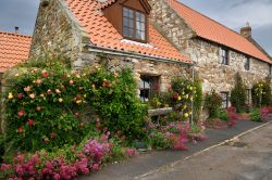 Una casa in pietra con rose rampicanti in un giardino a Market Place, Lindisfarne (Inghilterra) - © Reimar / Shutterstock.com