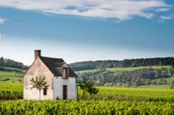 Una casetta in mezzo ai vitigni di Pommard, campagne di Beaune, Francia.
