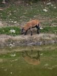 Una cervicapra al Parco Zoo Safari di Murazzano nelle Langhe (Piemonte).
