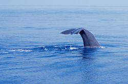 Una coda di Capodoglio al Santuario Internazionale dei Cetacei in Liguria.