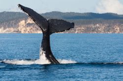 Una coda di megattera al largo di Hervey Bay nel Queensland, Australia. Nei mesi invernali, da luglio a novembre, le megattere si spostano lungo la costa del Queensland dall'Antartide sino ...