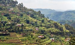 Una collina a gradoni nella valle del fiume Muvumba, dintorni di Kigali, Ruanda, interamente ricoperta da campi coltivati e case.

