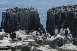 Una colonia di urie sulle isole Farne, Inghilterra. Questo gruppo di isole è famoso per il grande numero di uccelli che vi nidificano tra le rocce e per la possibilità di avvicinarsi ...