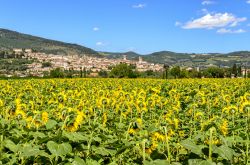 Una coltivazione di girasole nei pressi di Spello, Umbria. Sullo sfondo la città denominata Hispellum in epoca romana.
