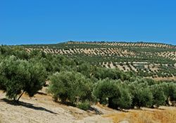 Una coltivazione di olivi nelle campagne di Baeza, Andalusia, Spagna - © Ammit Jack / Shutterstock.com