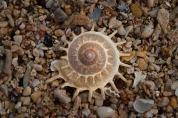 Una conchiglia gastoropode su una spiaggia dell'arcipelago di Mergui, Myanmar.

