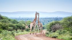 Una coppia di giraffe al Kruger National Park, Sudafrica. Oltre ai "big five", il parco ospita molti altri animali fra cui zebre, antilopi, facoceri, ghepardi e giraffe. 

