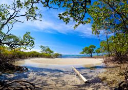 Una delle foreste di mangrovie nei pressi di Port Douglas, Australia.



