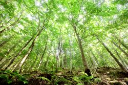 Una delle foreste intorno a Santo Stefano d'Aveto, comune di Genova, Liguria- © TTL media / Shutterstock.com