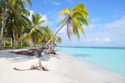 Una delle più suggestive spiagge caraibiche nell'arcipelago San Blas, Panama. Acqua turchese e spiaggia di sabbia bianca finissima per questo territorio dell'America Centrale.
 ...