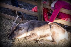 Una delle Renne di Babbo Natale al Paese dei Balocchi dei mercatini natalizi di Ornavasso in Piemonte  - © www.grottadibabbonatale.it