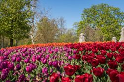 Una distesa di tulipani fioriti e colorati in un parco di Haarlem, Olanda.


