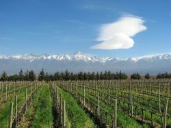 Una distesa di vigneti ai piedi delle Ande, Mendoza, Argentina. Mendoza ospita la zona vitivinicola più importante di tutto il paese con una produzione di uva che supera il 60% di quella ...
