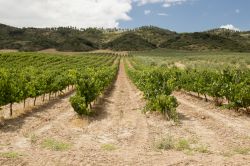 Una distesa di vigneti lungo la Strada per Santiago, Estella, Spagna.



