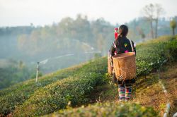 Una donna di Chiang Rai trasporta foglie di té, Thailandia - © Bon Appetit / Shutterstock.com