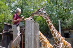 Una donna nutre due giraffe allo zoo di Memphis, Tennessee (USA). Istituito nell'aprile del 1906, questo giardino zoologico ospita quasi 3500 animali di 500 specie diverse - © Mont592 ...
