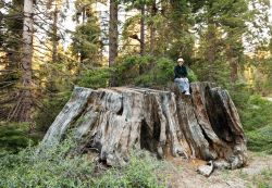 Una ex grande sequoia, un enorme tavolo dentro ad una foresta della California - © Galyna Andrushko / Shutterstock.com