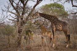 Una famiglia di giraffe a colazione nel parco naturale Mkhaya nello Swaziland, Africa. Foglie e ramoscelli degli alberi sono l'alimentazione principale delle giraffe.




