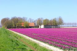 Una fattoria olandese con campi di tulipani, Flevoland, Paesi Bassi.


