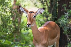 Una femmina di impala nei pressi del lago Manyara, riserva naturale della Tanzania. Questo mammifero artiodattilo appartiene alla famiglia dei Bovidi ed è diffuso nelle savane dell'Africa ...