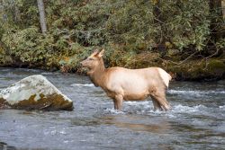 Una femmina gravida di alce nel fiume Tennessee al parco nazionale delle Great Smoky Mountains (USA).



