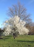 Una fioritura primaverile al Parco della Resistenza a San Lazzaro di Savena (BO)