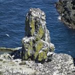 Una folta colonia di uccelli sull'isola di Rathlin, Irlanda del Nord.
