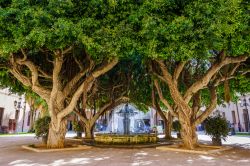 Una fontana fra grandi alberi in una piazzetta di Marsala, Sicilia.
