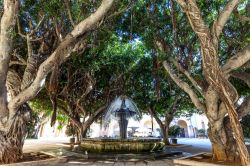 Una fontana nella Piazza del Municipio di Marsala, circondata da alberi di ficus