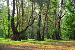 Una foresta di pini nel parco nazionale di Laem Son, Ranong, Thailandia.



