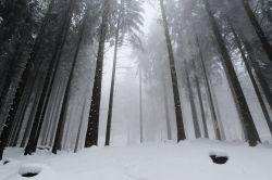 Una foresta innevata in una giornata di nebbia a Murnau am Staffelsee, Germania.
