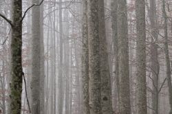 Una foresta nei dintorni di Castel del piano, borgo della Toscana