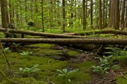 Una foresta nei pressi di Olympia, Washington, Stati Uniti. Boschi ricoperti di muschio e vegetazione nell'Olympic National Park, un grande laboratorio vivente per scienziati e studenti ...