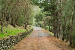 Una foresta sulle pendici dell'Etna, nei pressi di Bronte