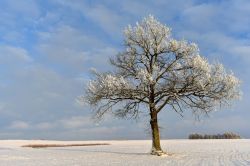 Una fredda giornata invernale nei pressi della città di Siauliai, Lituania. I rami dell'albero sono ricoperti dalla neve così come il terreno.

