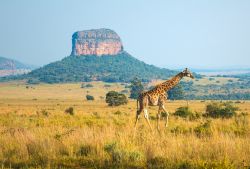 Una giraffa (Giraffa Camelopardalis) passeggia nella savana africana all'Entabeni Safari Reserve, provincia di Limpopo (Sudafrica).
