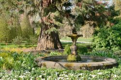 Una graziosa fontana in pietra nel giardino botanico di Leuven, Belgio. Creato nel 1738, l'Hortus Botanicus Lovaniensis è il più antico parco del paese. Si sviluppa su una ...