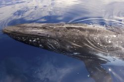 Una megattera a Hervey Bay, Australia.
