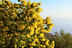 Una mimosa fiorita a Pieve Ligure, Genova. L'Acacia Dealbata, nome scientifico della comune mimosa, è una delle piante più diffuse lungo la costa ligure.
