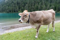 Una mucca al pascolo vicino al lago Heiterwanger See, Heiterwang, Tirolo, Austria. In questo lago tirolese pescava spesso l'imperatore Massimiliano I° d'Austria. 
