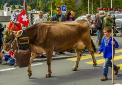 Una mucca per le strade di Lenzerheide durante la tradizionale sfilata Alpabzug, Svizzera - © gdefilip / Shutterstock.com