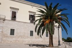 Una palma nella piazza vicino al porto di Trani, Puglia, fotografata in una soleggiata giornata estiva.

