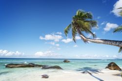 Una palma ondeggia su una spiaggia tropicale a Silhouette island, Seychelles, Africa - © Serge Vero / Shutterstock.com