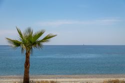 Una palma sul mare limpido di Bova Marina in Calabria