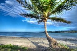 Una palma sulla spiaggia tropicale di Puerto Plata, Repubblica Dominicana.
