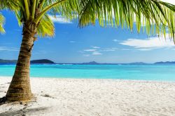 Una palma verde e la sabbia bianca su una spiaggia di Malcapuya, Palawan, Filippine.

